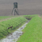 Hase im Sprung Hase im Sprung