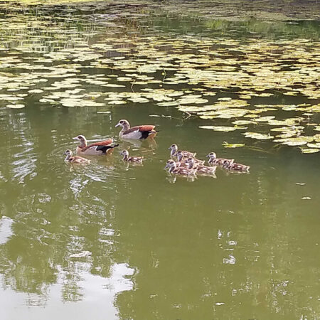 Nilgänse Nilgänse