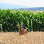 Rehbock am Maisrand Rehbock am Maisrand