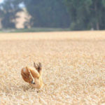 Rehbock springt ab Rehbock springt ab