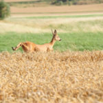 Reh am Getreiderand Reh am Getreiderand