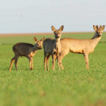 Rehwild im Spätwinter Rehwild im Spätwinter