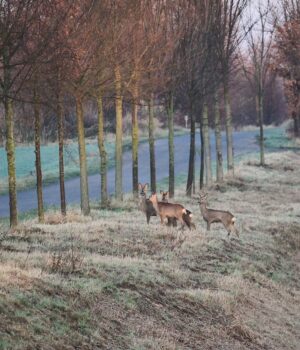 deer-2053105_1280 Bild von hansbenn auf Pixabay