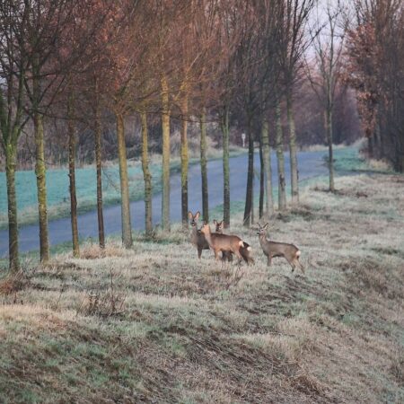 deer-2053105_1280 Bild von hansbenn auf Pixabay