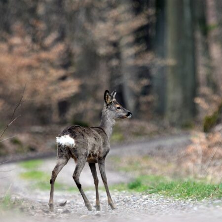 deer-6190533_1280 Bild von artellliii72 auf Pixabay