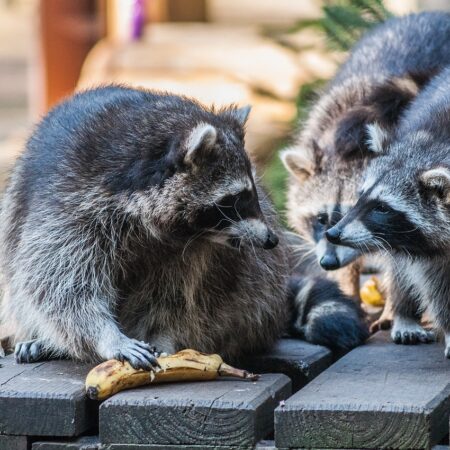 Bild von Hoozeme auf Pixabay Bild von Hoozeme auf Pixabay