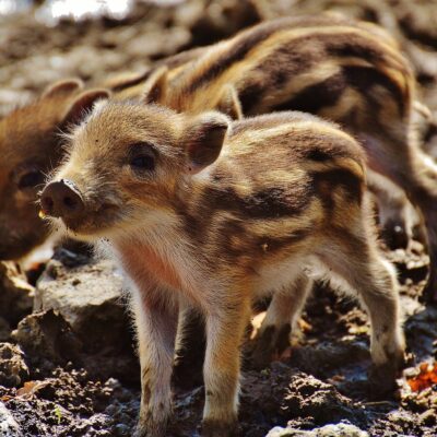 Bild von Alexa auf Pixabay Bild von Alexa auf Pixabay