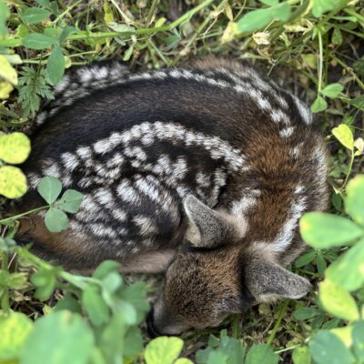 © Copyright S. Schmalian