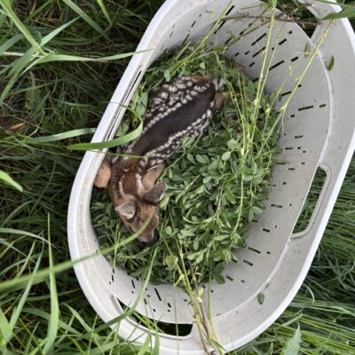 © Copyright S. Schmalian