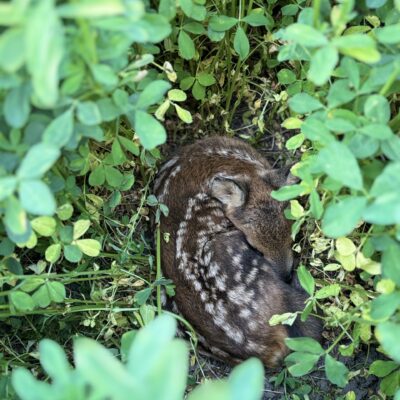 © Copyright S. Schmalian