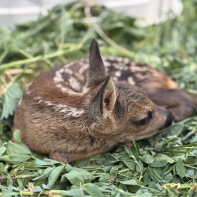 © Copyright S. Schmalian