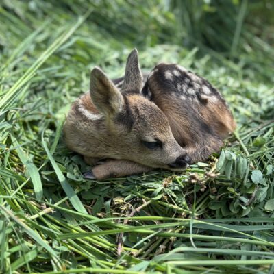 © Copyright S. Schmalian