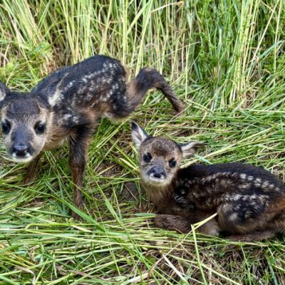 © Copyright S. Schmalian