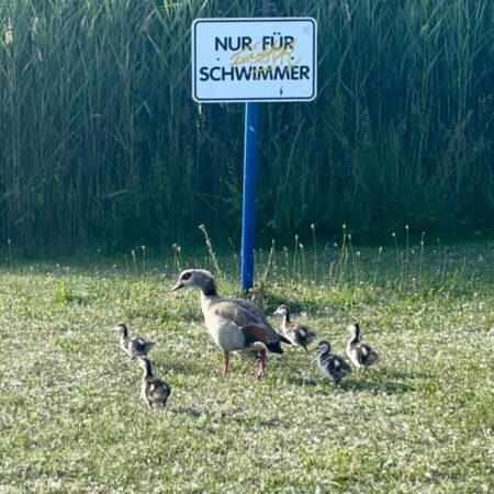 Nilgans Nilgans