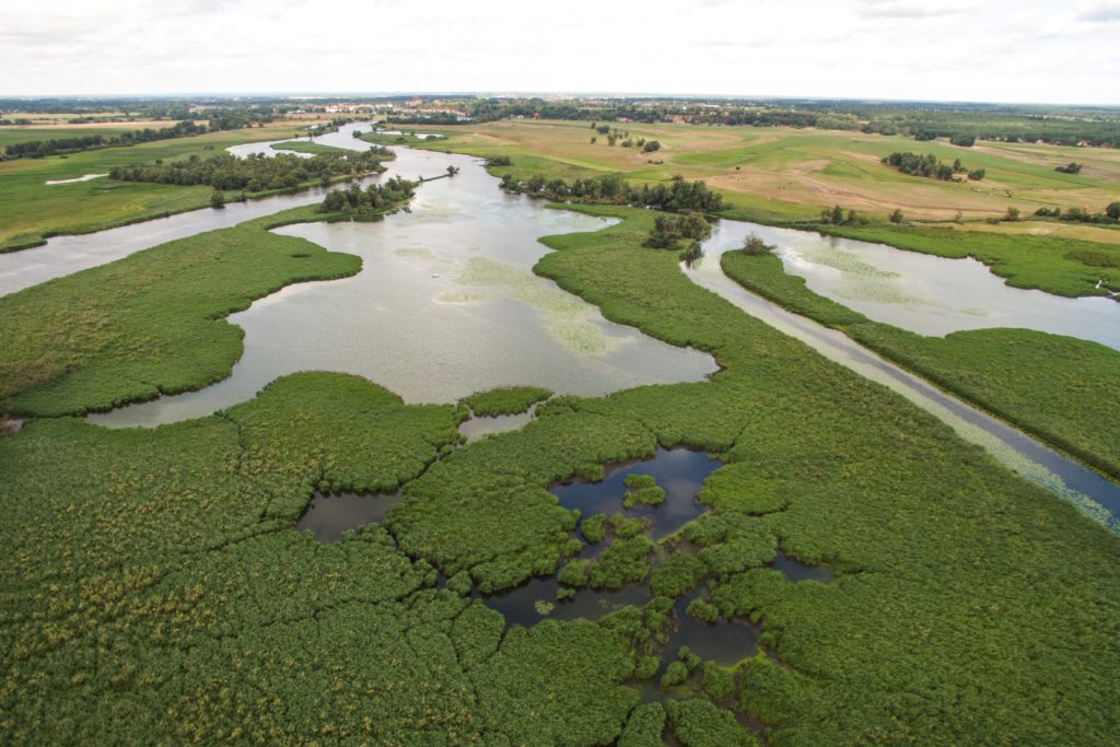Alaria Alata - Wichtige Mitteilung des Veterinäramtes des Salzlandkreises