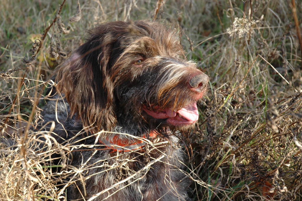 Feld Reviere gesucht für die Hegewald Prüfung in Sachsen Anhalt