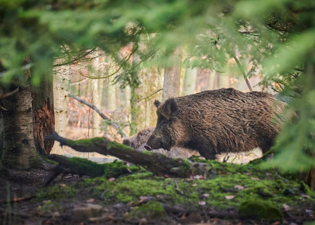 Wichtige Mitteilung des Kreisjägermeisters zur Probenahme Wildschweinleber