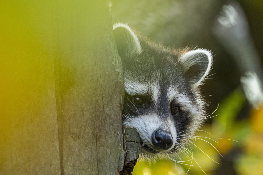 Waschbär, Marder und Co. - Was tun, bei ungebeteten Gästen?