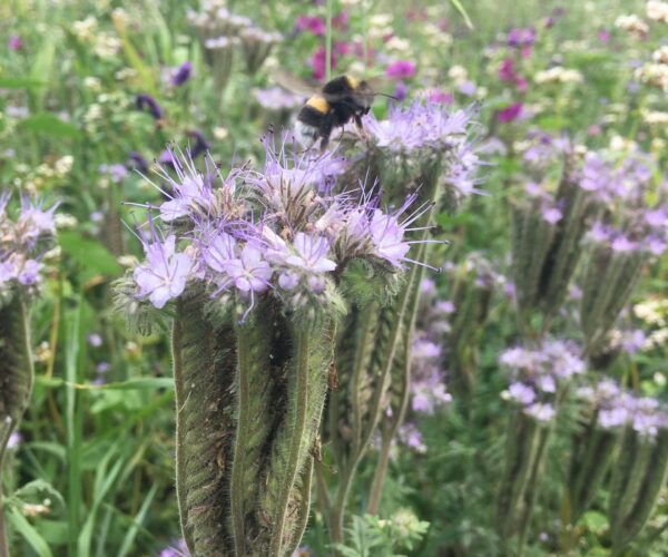 Hummel bei der Nektar suche an einer blühenden Phacelia.