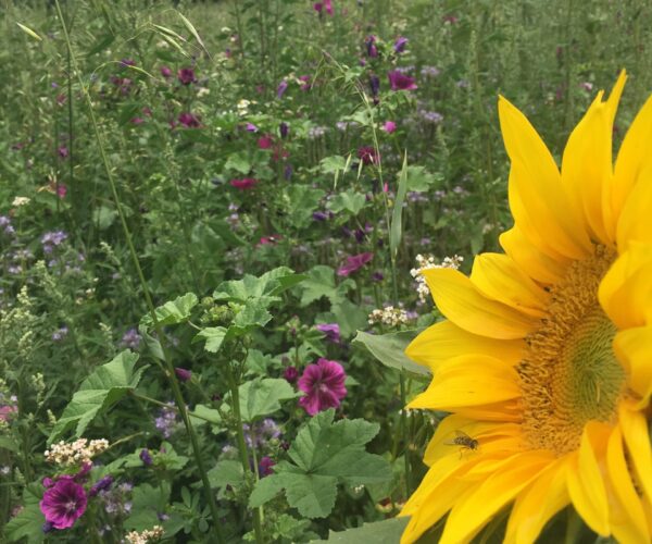 Sonnenblume