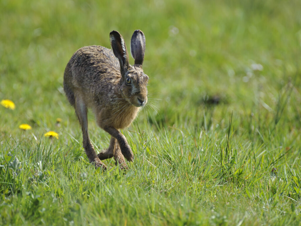 Hase Foto: Rolfes/DJV