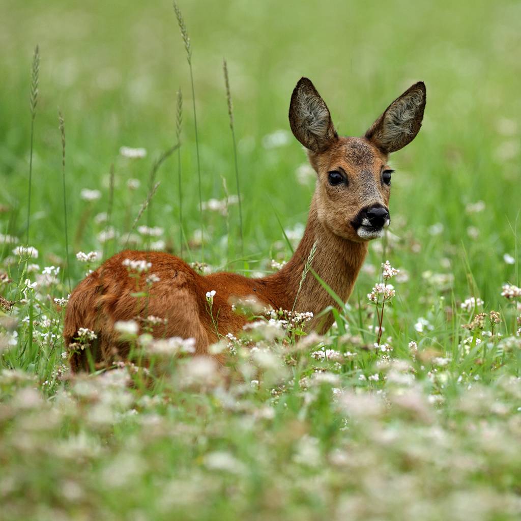 Weitere Studie zur Chronic Wasting Disease in heimischen Schalenwildbeständen