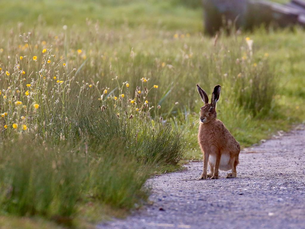 Feldhase Canva 4x3 Foto: Canva/LJV-ST