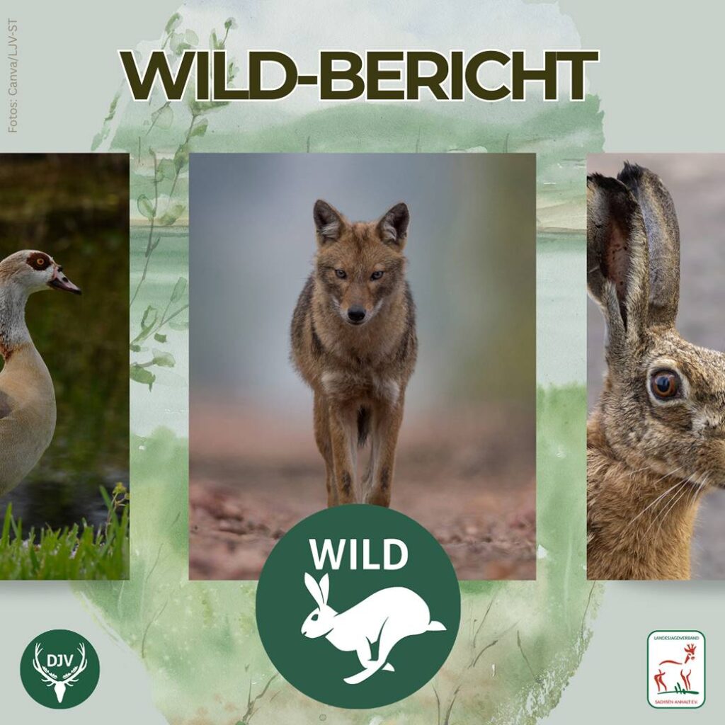 WILD-Bericht veröffentlicht