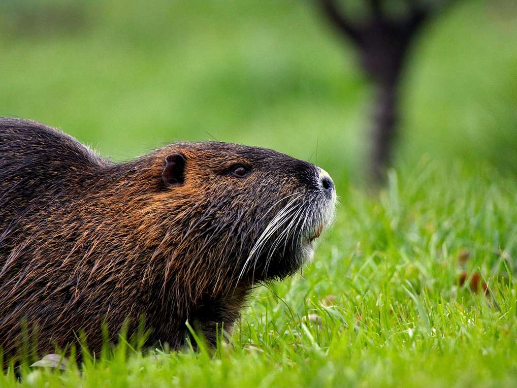 Nutria_Canva Foto: Canva/LJV-ST