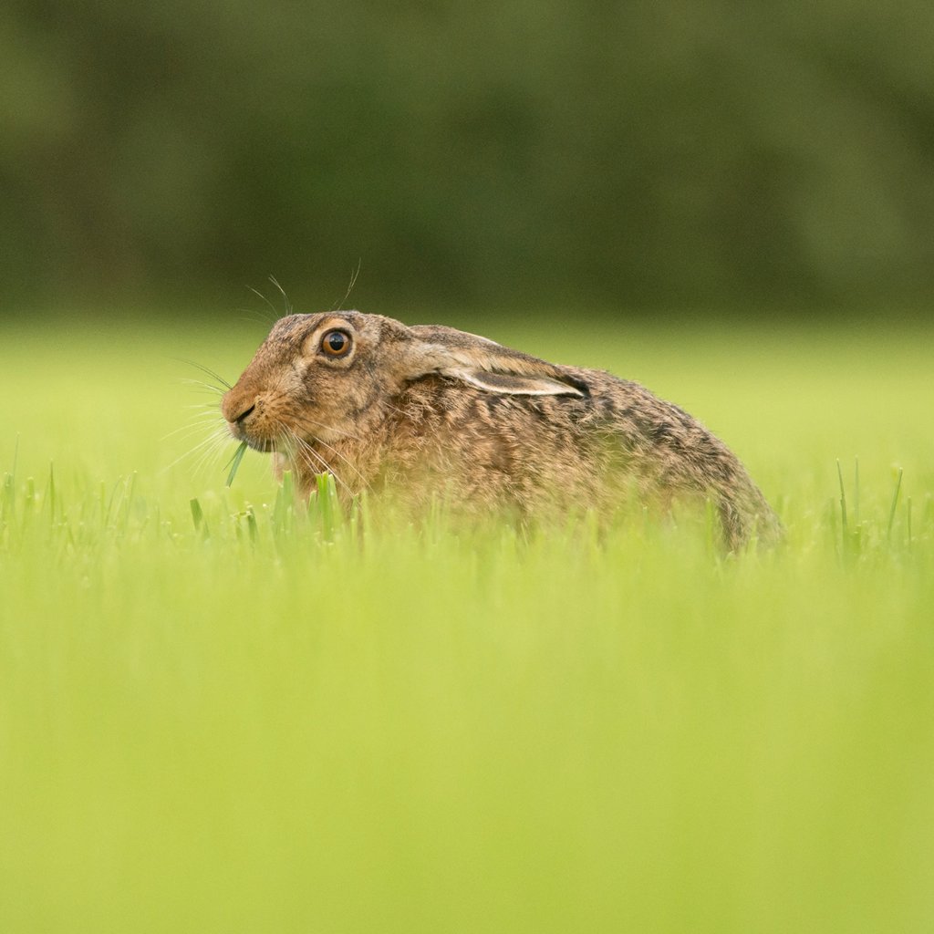 Feldhasenerfassung 2025