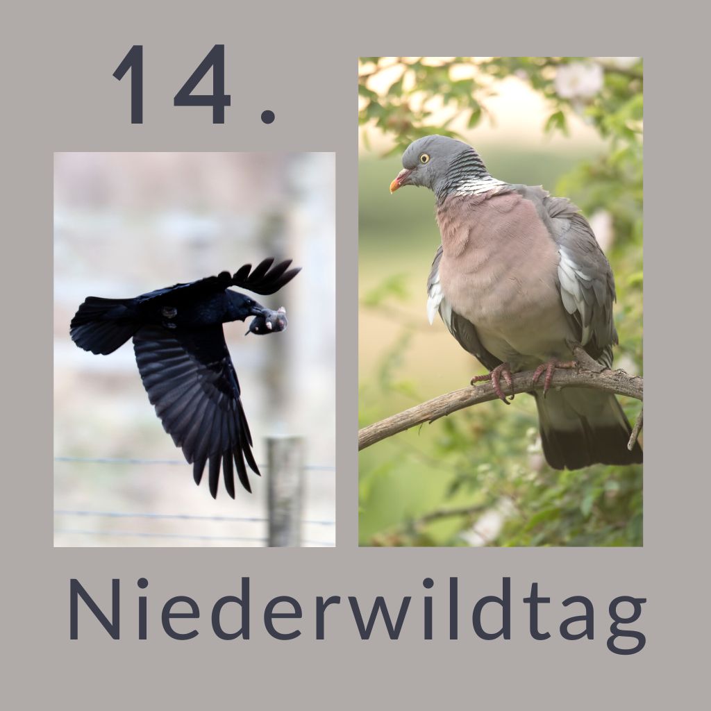 14. Niederwildtag zu Rabenvögeln & Tauben