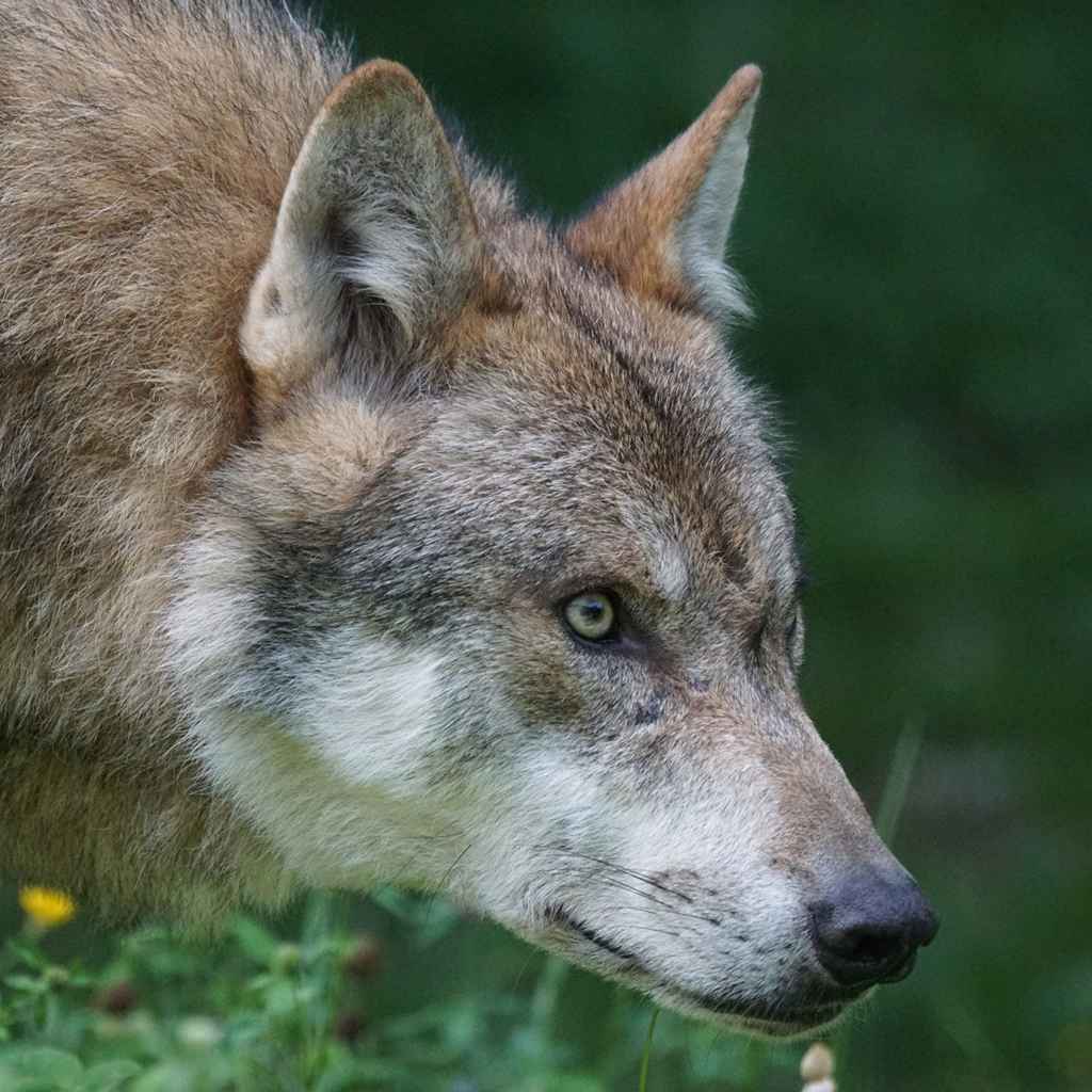 Jagdgesetz beschlossem - Meilenstein gesetzt