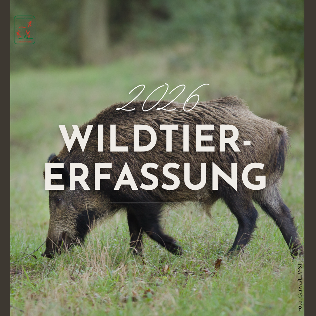 Onlineeingabe zur Wildtiererfassung 2026 freigeschaltet